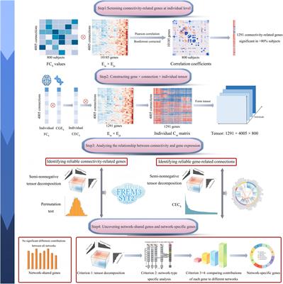 Dissect Relationships Between Gene Co-expression and Functional Connectivity in Human Brain